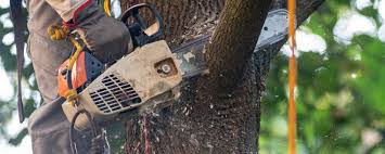 How Our Tree Care Process Works  in  Heflin, AL